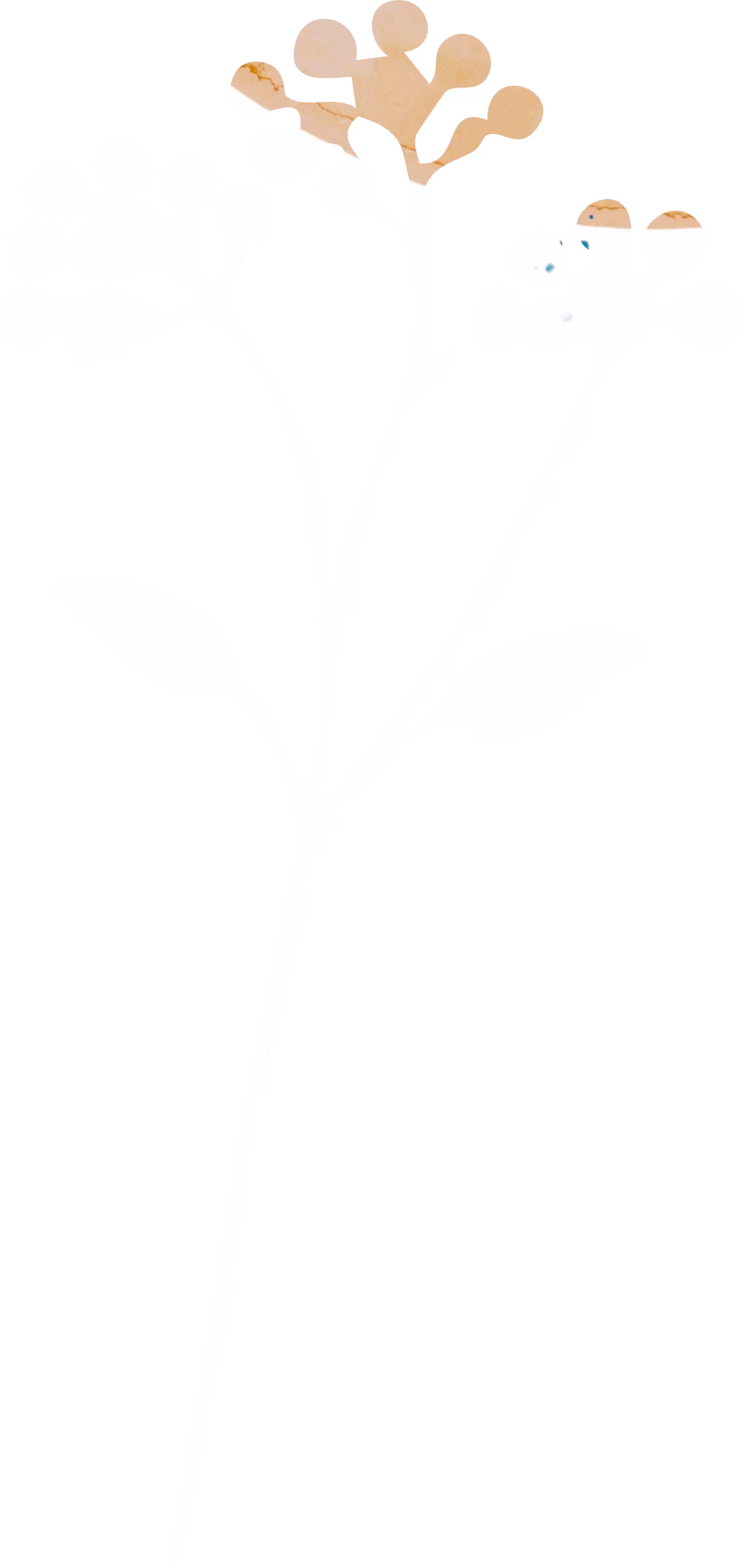 Buckwheat