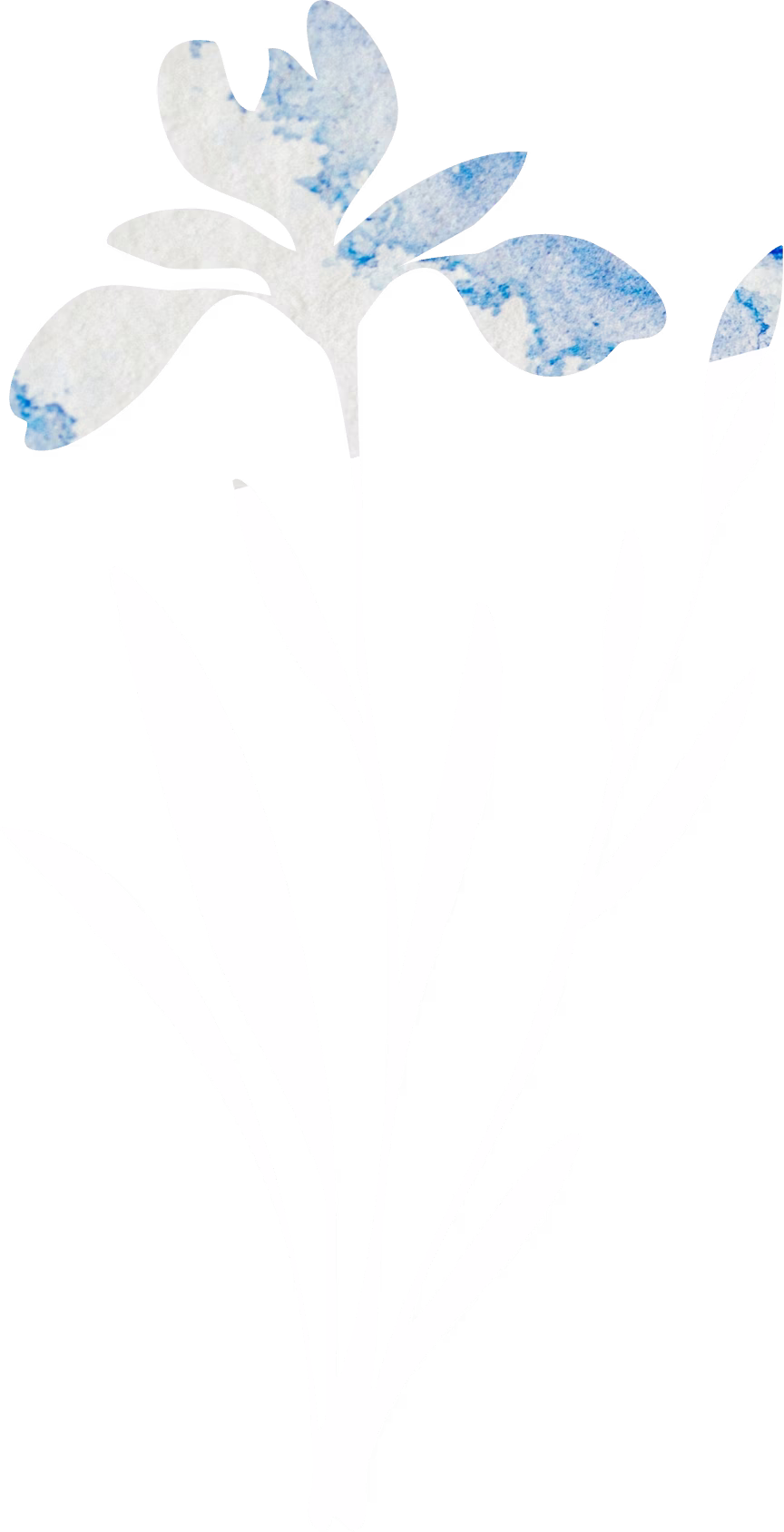 Douglas iris