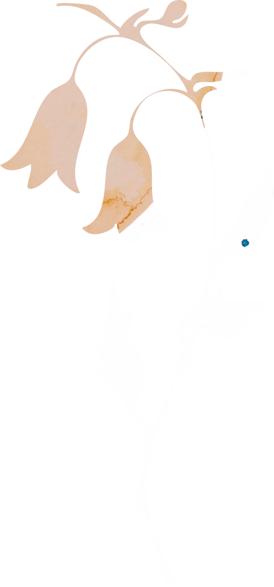 Manzanita